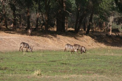 Waterbuck in a dambo