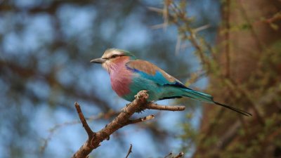 Lilac-breasted roller