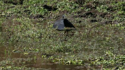 Black egret ... umbrella fishing!!