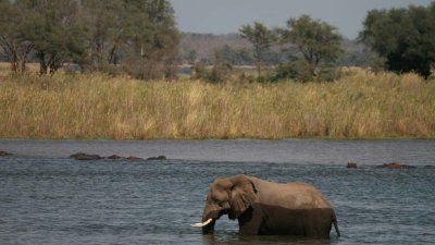 Elephant says goodbye, crosses the Zambezi full of  hippos