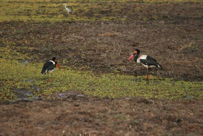 Saddlebilled storks