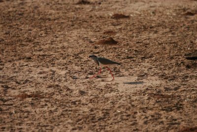 Crowned lapwing