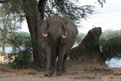 Elephant saying go away!