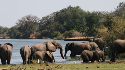 Enjoying the Zambezi