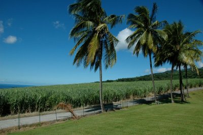 Sugar Cane, Martinique