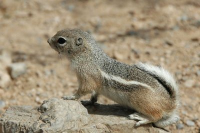 Ground Squirrel