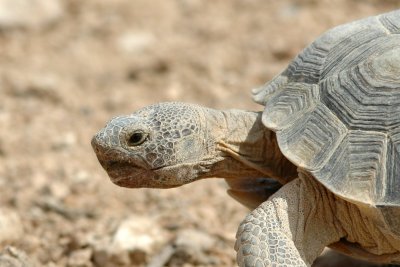 Desert Tortise