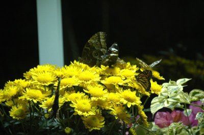 Butterfly Garden at Bellagio