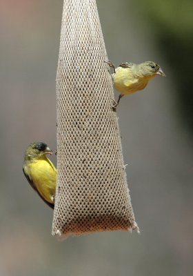 Finches at Red Rock State Park