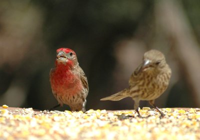 Finches at Red Rock State Park