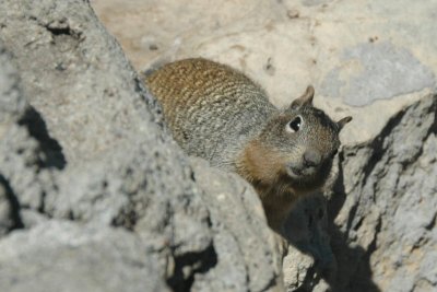 Canyon Squirrel