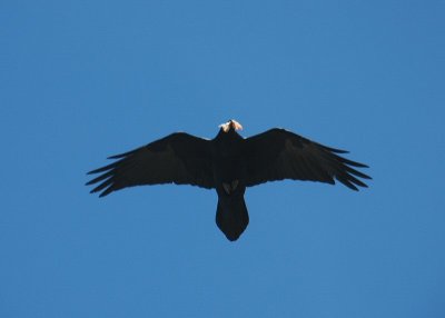 Condor Over the South Rim