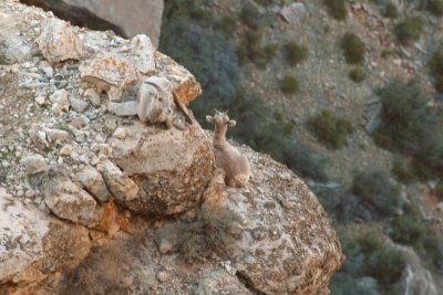 Goats at South Rim