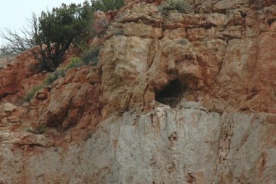 Golden Eagle Nest in Verde Canyon