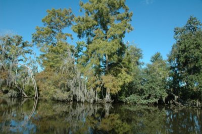 Louisiana Bayou