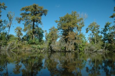 Louisiana Bayou