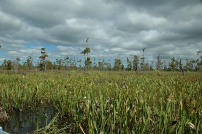 Louisiana Bayou