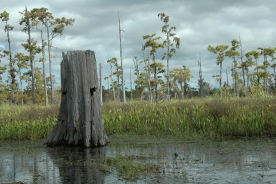 Louisiana Bayou