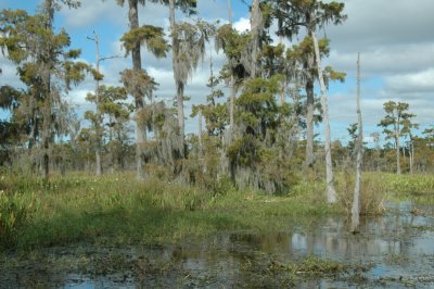 Louisiana Bayou