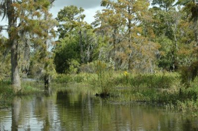 Louisiana Bayou