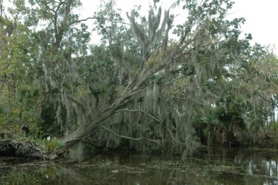 Louisiana Bayou