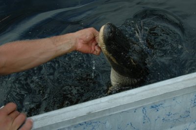 Friendly Scratch