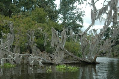 Louisiana Bayou