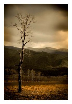 Dead Trees of Cades Cove