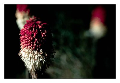 Red Hot Pokers