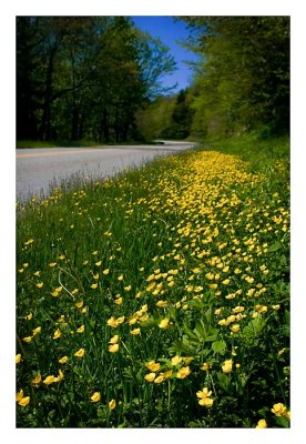 Buttercup Road