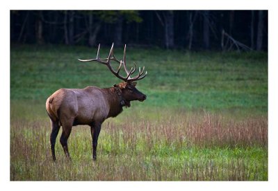 Elk in the Smokies