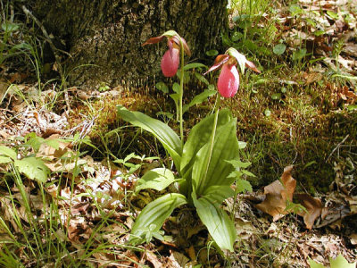 Connecticut Lady Slippers