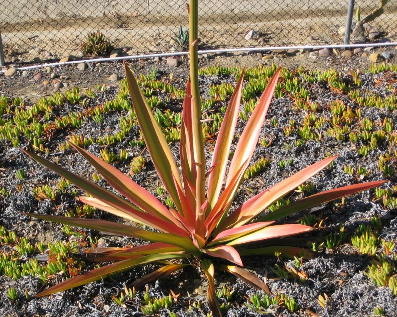Agave blooming