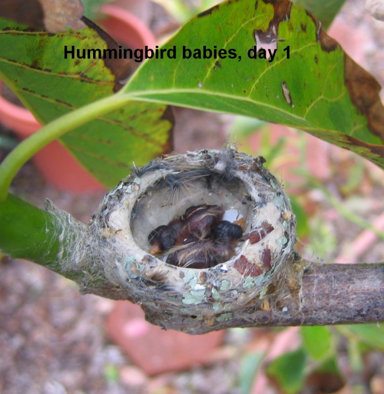Hummingbird babies