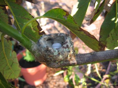 Hummingbird Nest in Avocado Tree