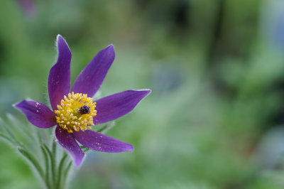 Purple Flower 1.jpg