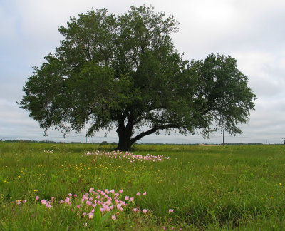 I saw in Louisiana a live oak growing.