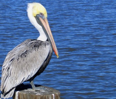 The Brown Pelican