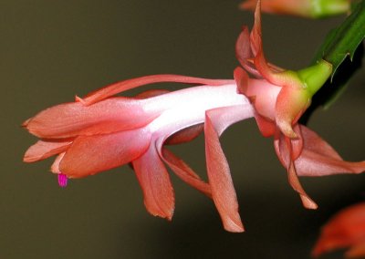 Christmas Cactus Flower