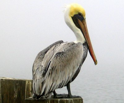 Louisiana Pelican in Fog