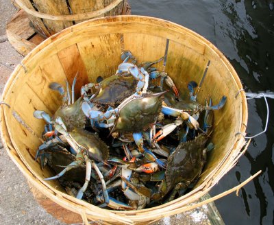 Louisiana Blue Crabs Fresh from Lake Pontchartrain