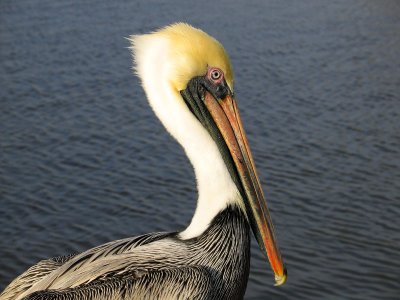 Eye of the Pelican