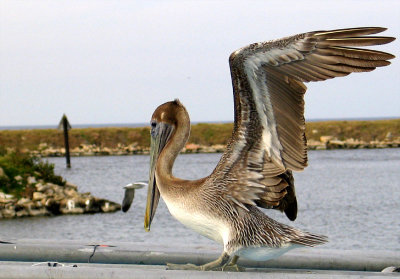 Brown Pelican- Louisiana's State Bird