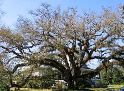 The Bonnabel Oak