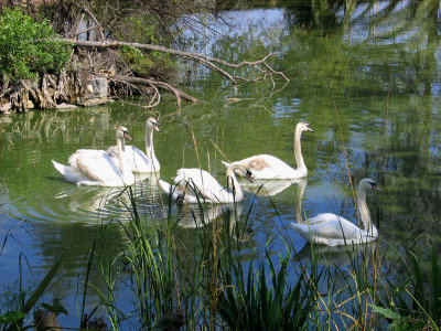 Swans Arrive at the Park
