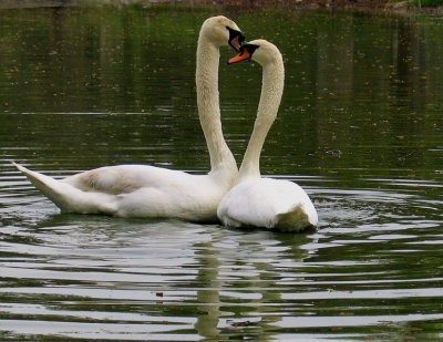 Romance of the Swans