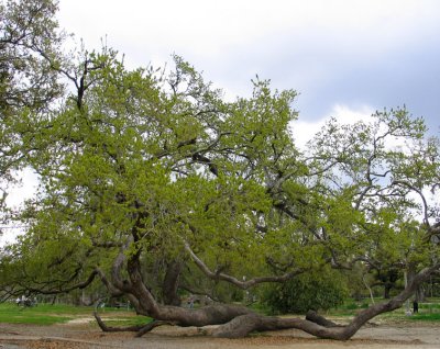 The Walking Oak