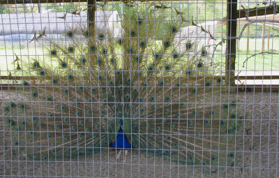 A Bird in a Non-Gilded Cage