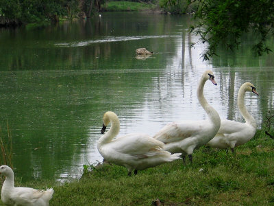 Three Teenaged Swans