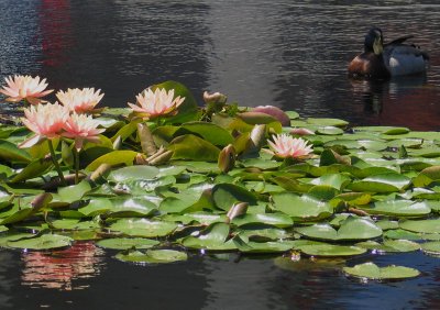 Please Don't Touch My Waterlilies